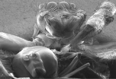 Salticidae et sa proie. Copyright = Mona Lisa production / ZED (photo non libre de droit).